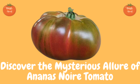 Discover the Mysterious Allure of Ananas Noire Tomato