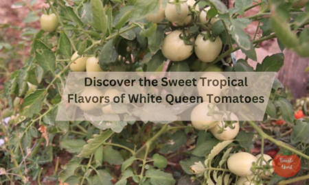 Discover the Sweet Tropical Flavors of White Queen Tomatoes