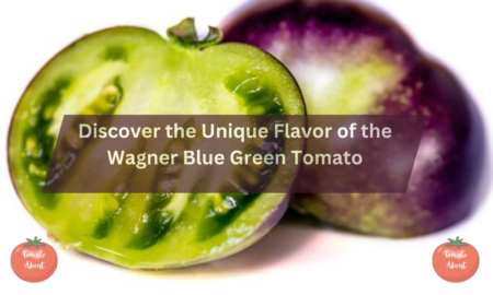 Discover the Unique Flavor of the Wagner Blue Green Tomato