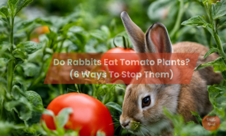 Do Rabbits Eat Tomato Plants?(6 Ways To Stop Them)