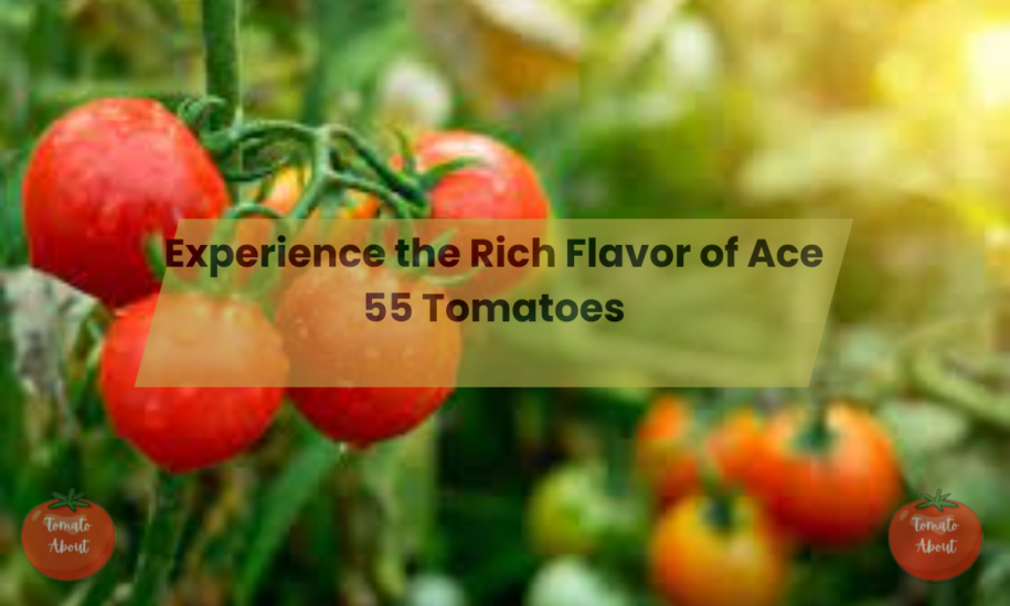 Experience the Rich Flavor of Ace 55 Tomatoes