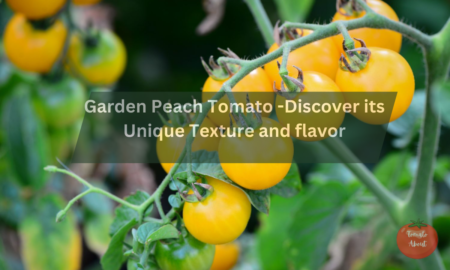 Garden Peach Tomato -Discover its Unique Texture and flavor