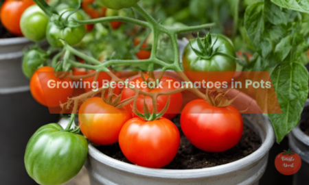 The Complete Guide to Growing Beefsteak Tomatoes in Pots