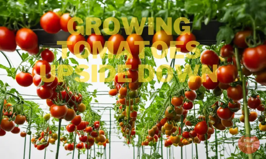 Growing Tomatoes Upside Down: The Complete Guide You Need
