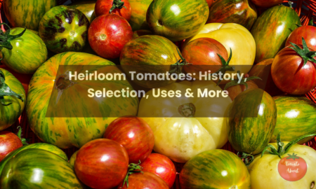 Heirloom Tomatoes: History, Selection, Uses & More