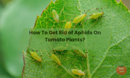 How To Get Rid of Aphids On Tomato Plants?