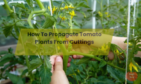 How To Propagate Tomato Plants From Cuttings?