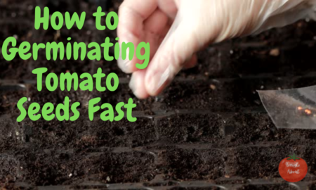 Germinating Tomato Seeds Fast-Pro Gardening Tips