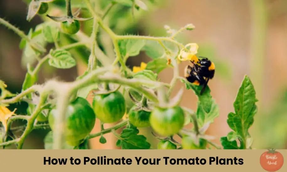 How To Pollinate Your Tomato Plants For A Bountiful Harvest Tomatoabout