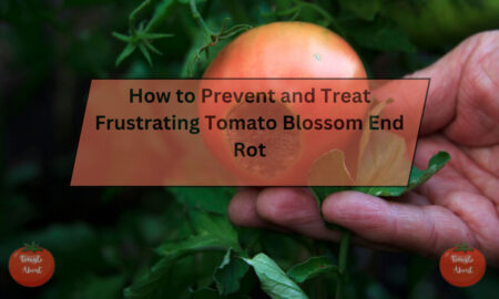 How to Prevent and Treat Frustrating Tomato Blossom End Rot
