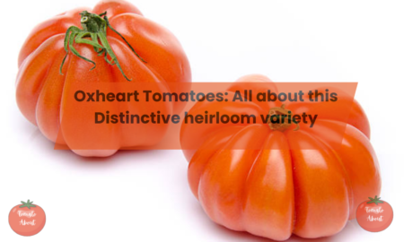 Oxheart Tomatoes: All about this Distinctive heirloom variety