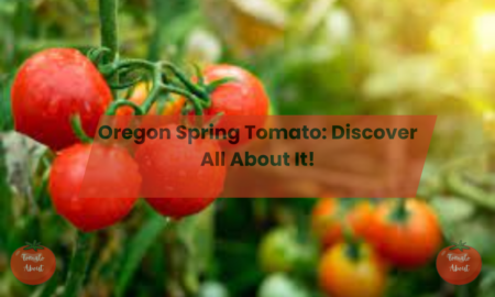 Oregon Spring Tomato: Discover All About It!