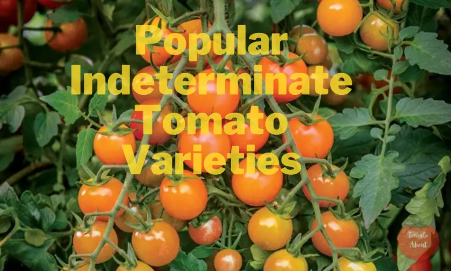 15 Most Popular Indeterminate Tomato Varieties For Home Gardeners