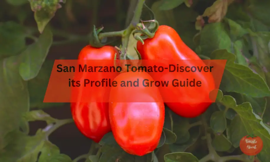 San Marzano Tomato-Discover its Profile and Grow Guide