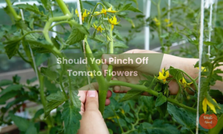 Should You Pinch Off Tomato Flowers?