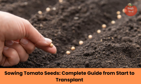 Sowing Tomato Seeds: Complete Guide from Start to Transplant
