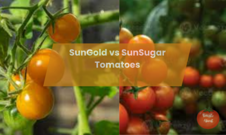 SunGold vs SunSugar Tomatoes – Which ones are Best?