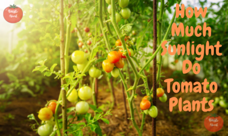 How Much Sunlight Do Tomato Plants? The Complete Guide