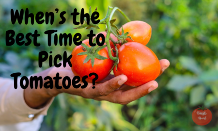 When’s the Best Time to Pick Tomatoes?