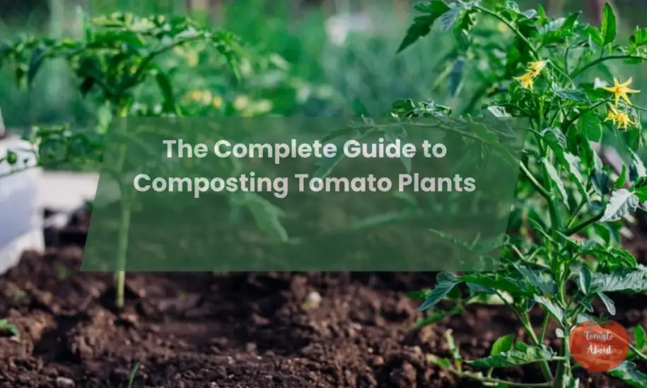 The Complete Guide to Composting Tomato Plants