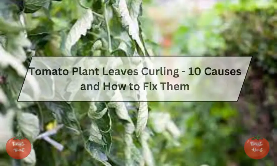 Tomato Plant Leaves Curling – 10 Causes and How to Fix Them