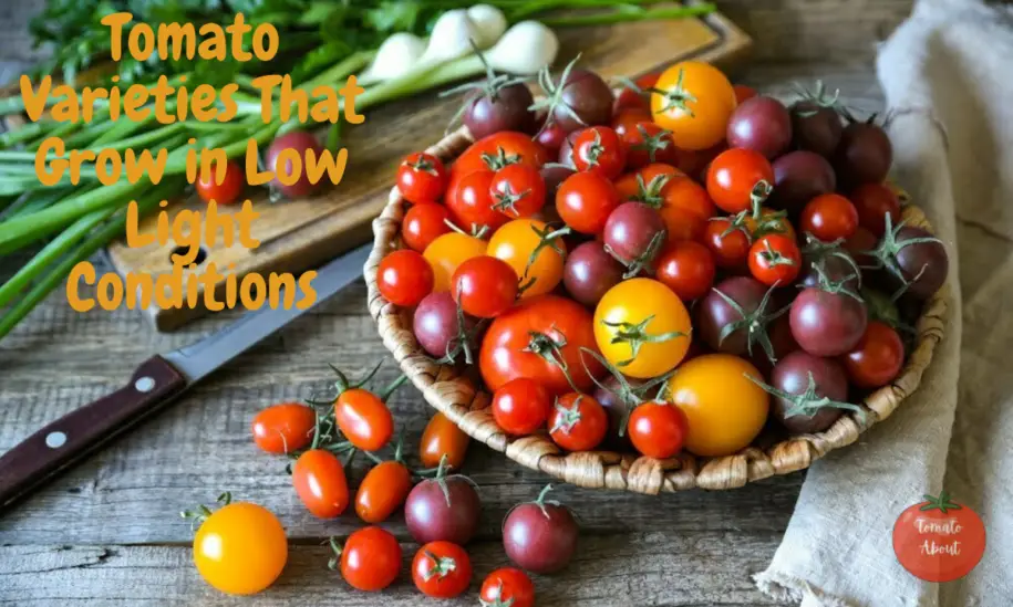 21 Tomato Varieties That Grow in Low Light Conditions