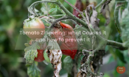 Tomato Zippering: what Causes it and how to prevent it