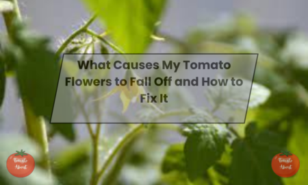 What Causes My Tomato Flowers to Fall Off and How to Fix It