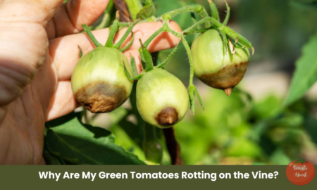 Why Are My Green Tomatoes Rotting on the Vine?