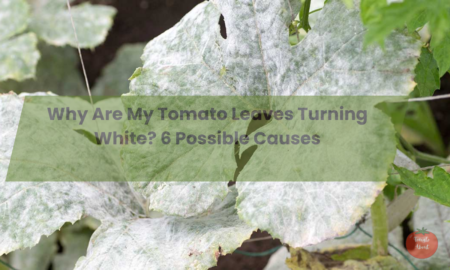 Why Are My Tomato Leaves Turning White? 6 Possible Causes