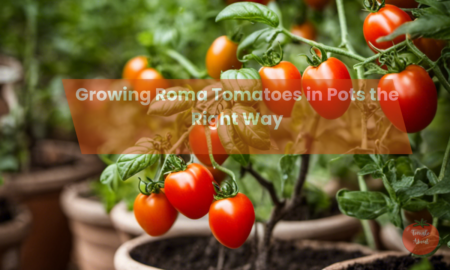 Growing Roma Tomatoes in Pots the Right Way