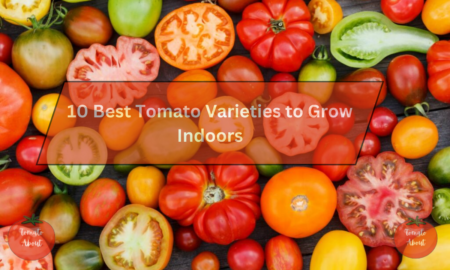 10 Best Tomato Varieties to Grow Indoors