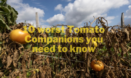 10 worst Tomato Companions Plants you need to Know
