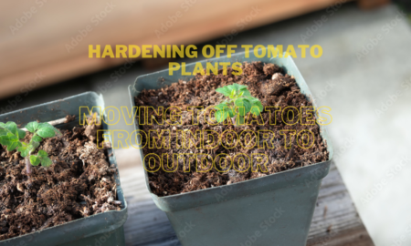 Hardening Off Tomato Plants – Moving Tomatoes from Indoor to Outdoor?