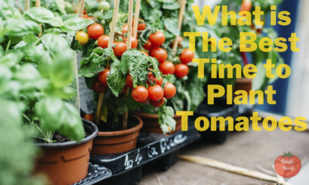 What is The Best Time to Plant Tomatoes