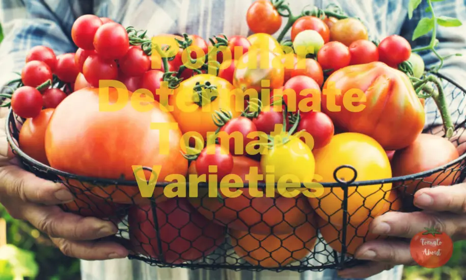 15 Most Popular Determinate Tomato Varieties For Home Gardeners