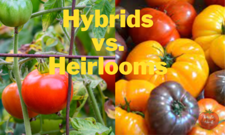 The Great Tomato Debate: Hybrids vs. Heirlooms
