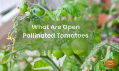 What Are Open Pollinated Tomatoes?