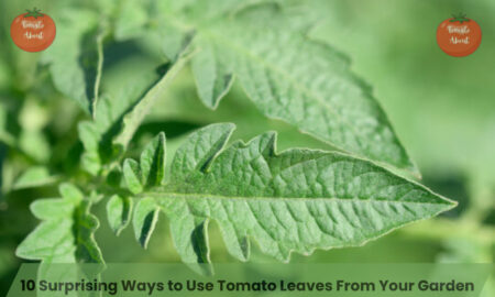 10 Surprising Ways to Use Tomato Leaves From Your Garden