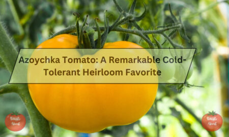 Azoychka Tomato: A Remarkable Cold-Tolerant Heirloom Favorite