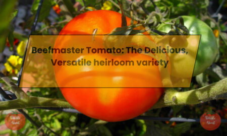 Beefmaster Tomato: The Delicious, Versatile heirloom variety