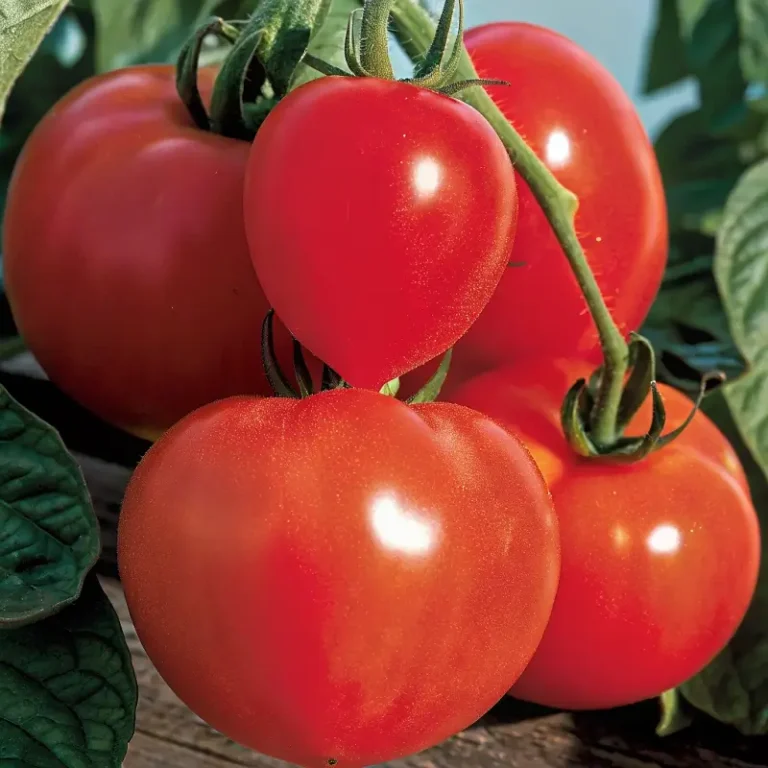 Best Tomatoes for Sauce