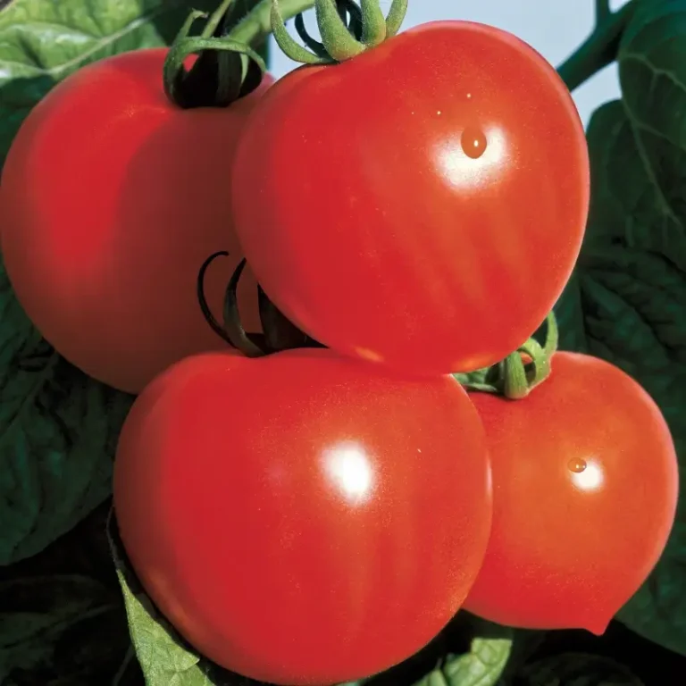 The New Girl Tomato