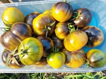 the Wagner Blue Green Tomato