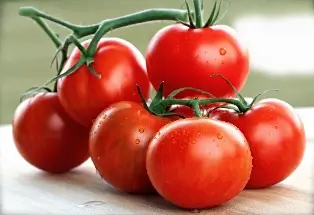 The Campari Tomato