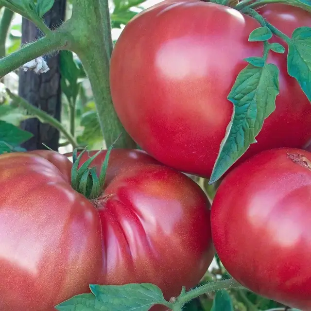 The Dester Tomato