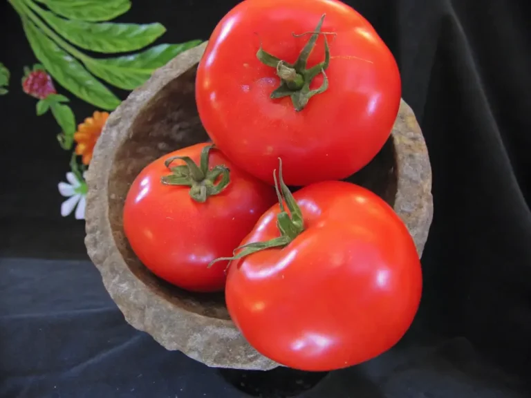 Flamenco Tomato