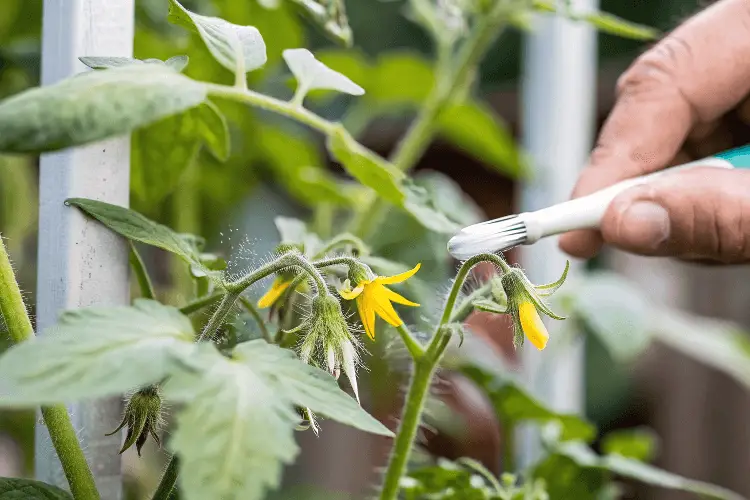 hand pollinate tomatoes
