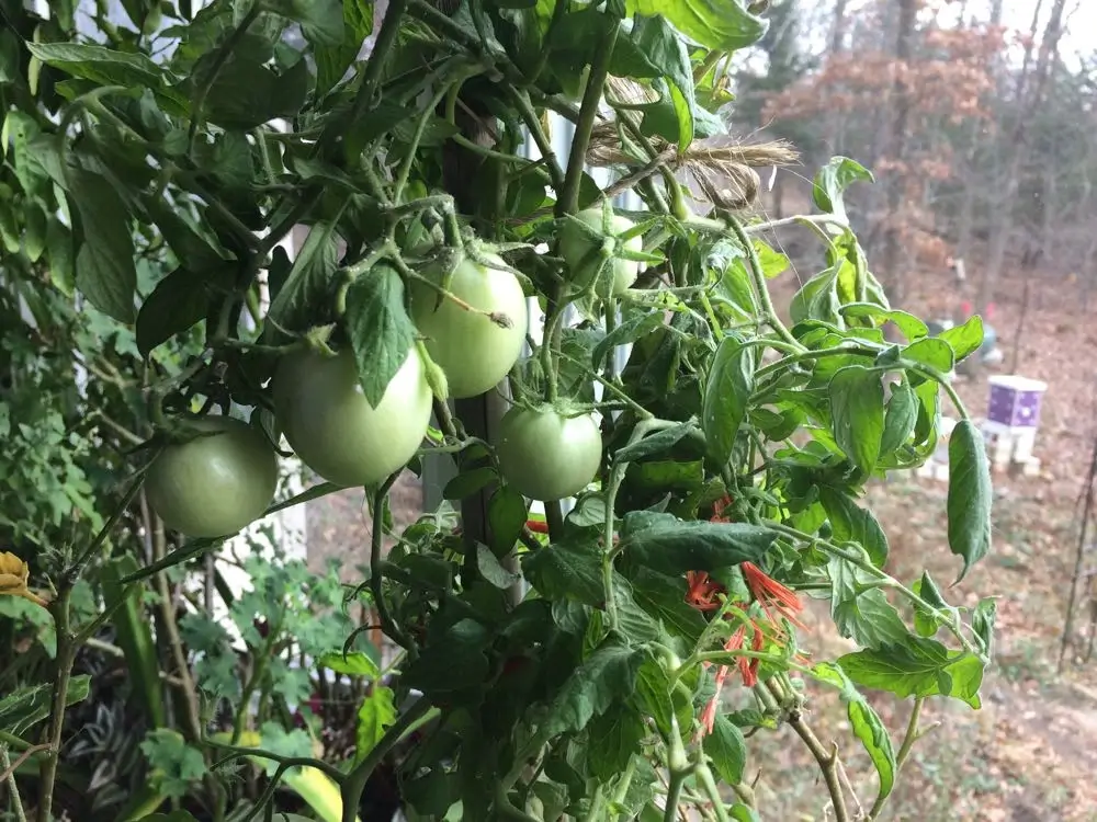 Growing Tomatoes in Winter