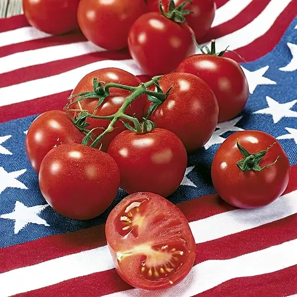 The Fourth of July Tomato